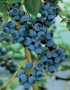 Blueberry Plants, How to Grow