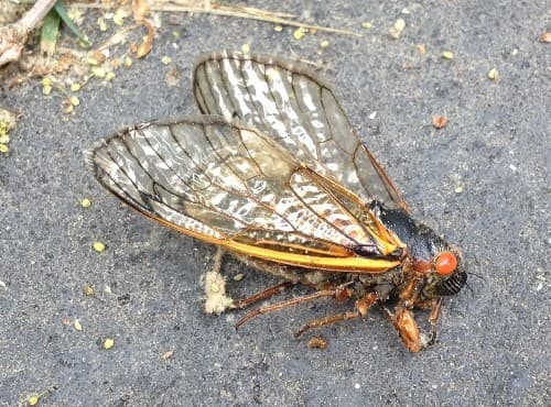 Cicada Adult 02