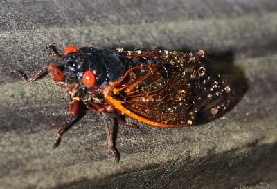 Cicada Adult