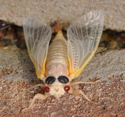 Cicada Insect 03