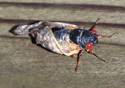Cicada Molting 02