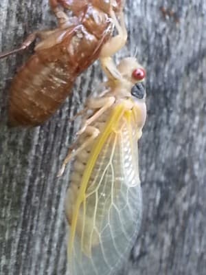 Cicada Molting 03