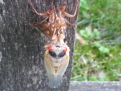 Cicada Molting 04
