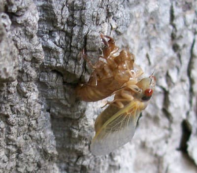 Cicada Molting 05