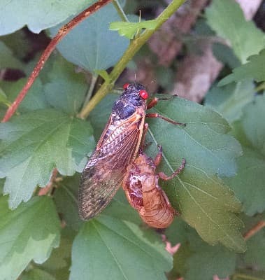 Seasonal Cicada Insects