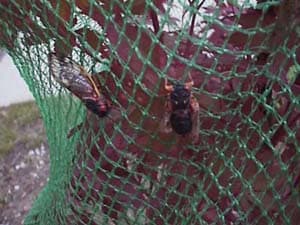 Cicada Control Pest Netting