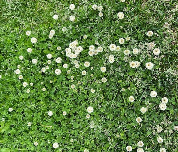 Clover Weed in Lawn