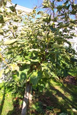 Fig Tree 02