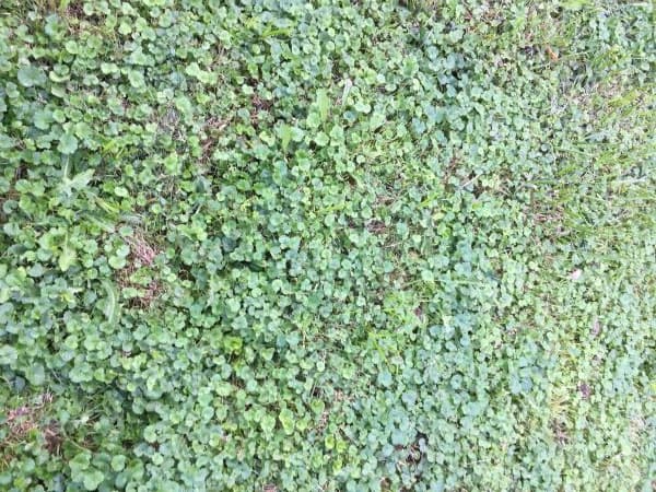 Ground Ivy Weed