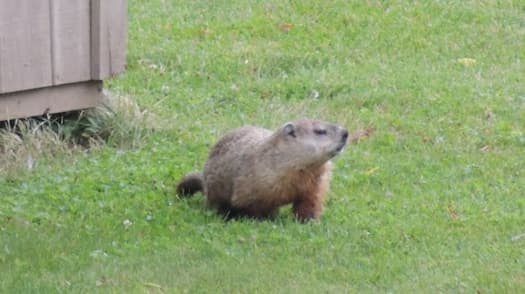 Groundhog Control, Woodchuck