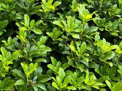 Pachysandra Shrub Plant