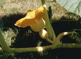 Pumpkin Flower - Female