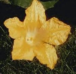 Pumpkin Flower - Male, How to Hand Pollinate