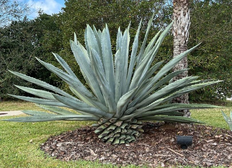 Agave Plant, Tequila Cactus