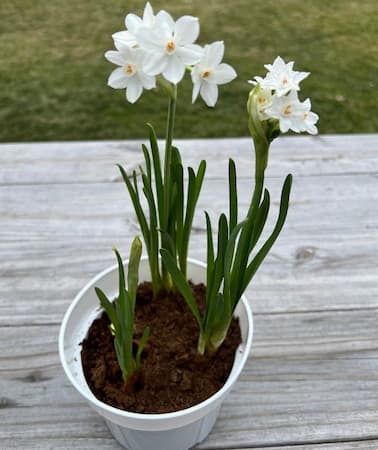 How to Grow Paperwhite Flower Bulb