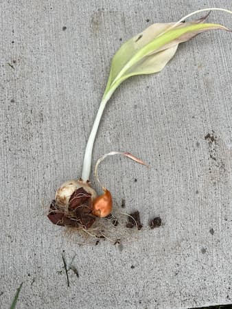 Mother Bulb, Plant Propagation