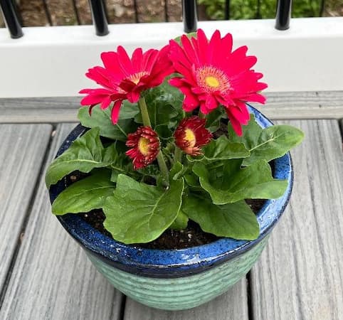 Gerber Daisy Red,