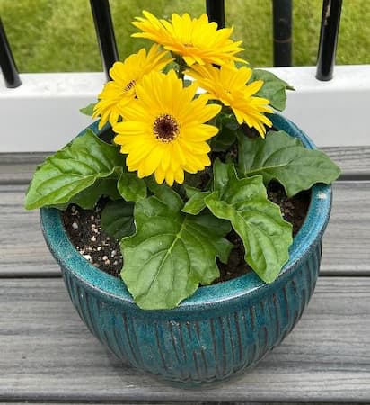 Gerber Daisy, How to Grow