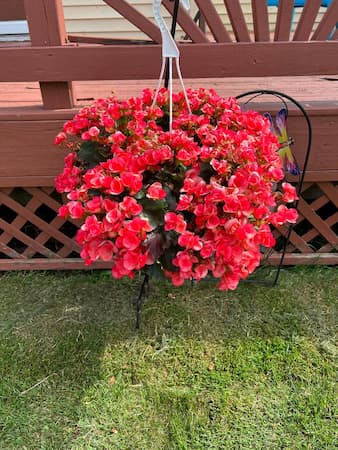 Begonia in Hanging Basket