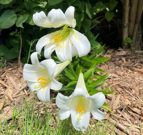 Easter Lily Flower Plant 2023