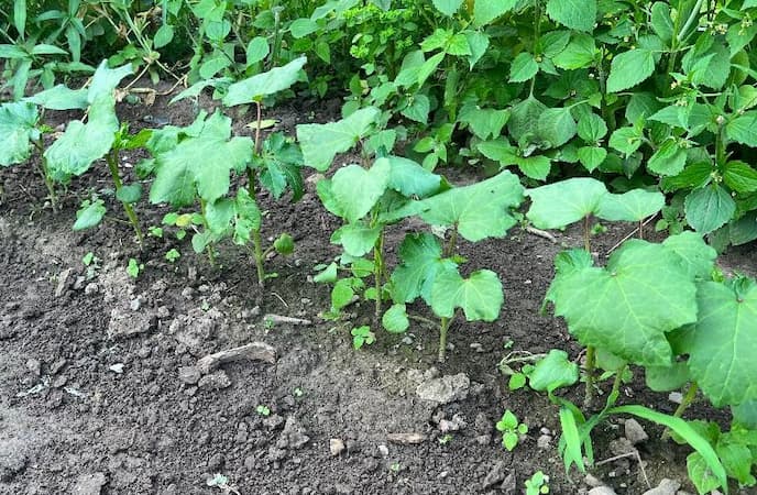 How to Gow Okra Seedlings