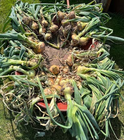 Curing Onion Harvest