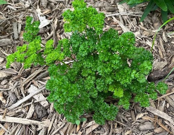 How to Grow Parsley Herb Plant
