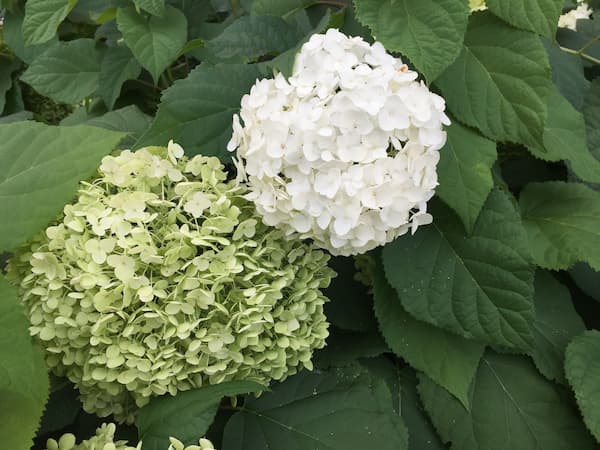 Hydrangea Flower White