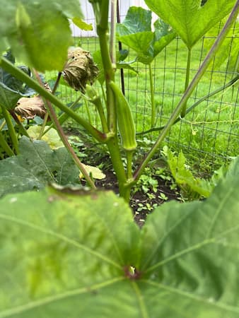 Okra Plant 8-2023