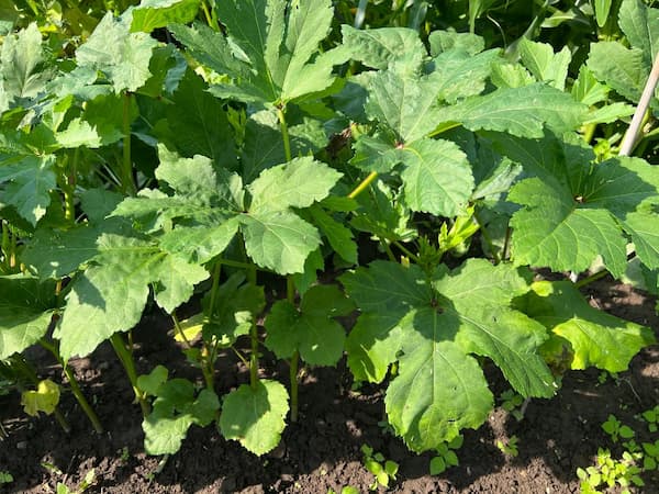 Okra Plant Vegetable