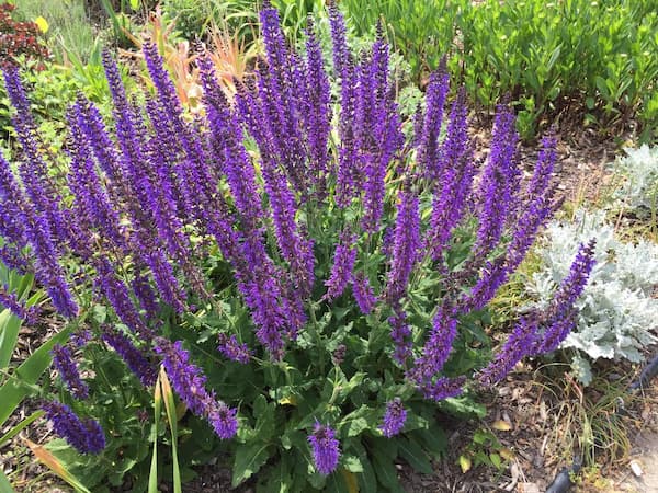 Salvia Flower Purple
