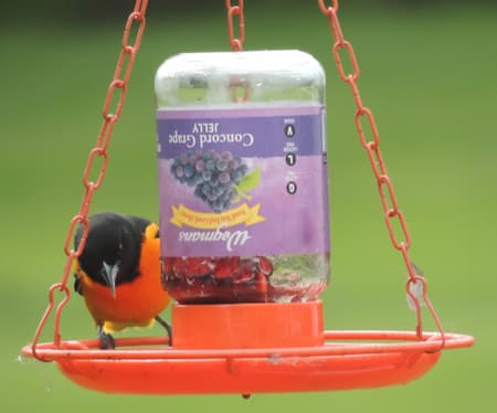 Oriole Grape Feeder