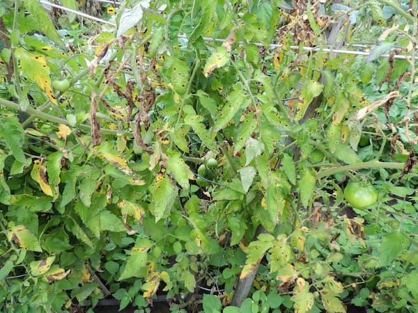 Tomato Plant Disease