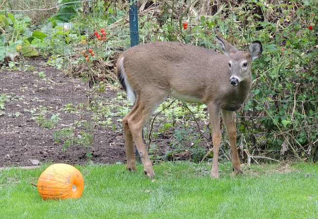 Deer with Pumpkin