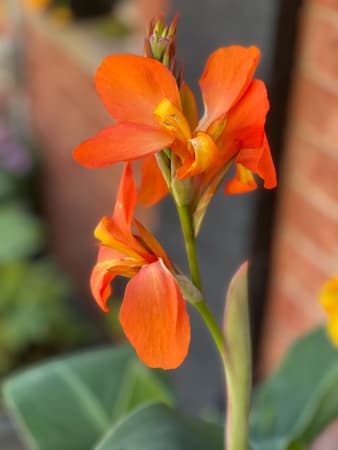 Canna Lily Flower