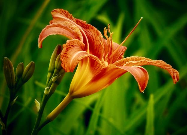 How to Grow Tiger Lily Flower