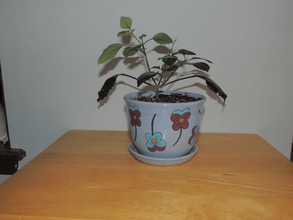 Mona Lavender Plectranthus Houseplant Flowerpot