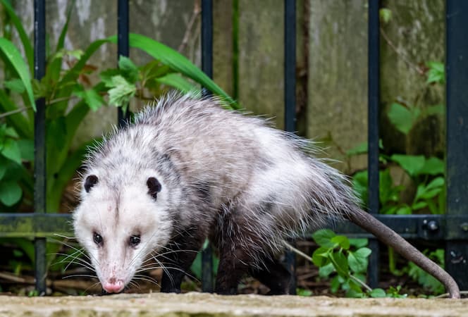How to Control Opossum