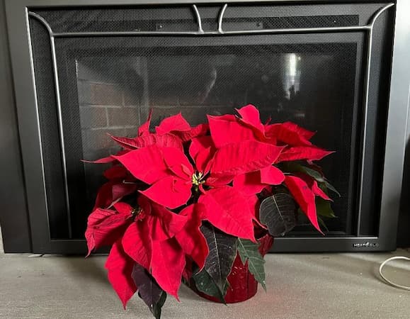 Poinsettia Houseplant