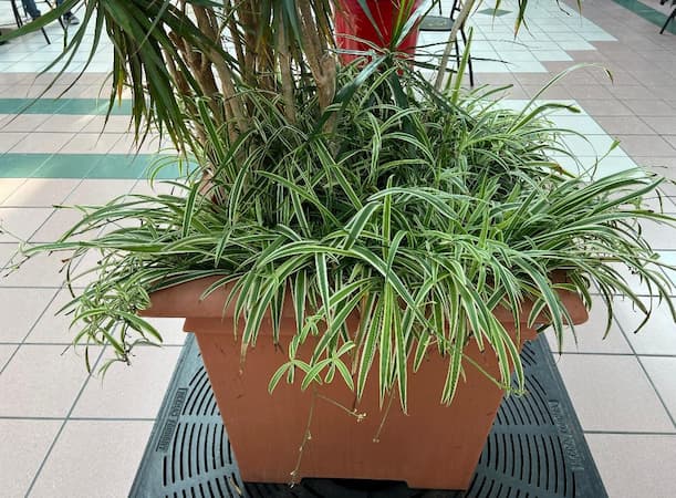 Spider Plant Ground Cover
