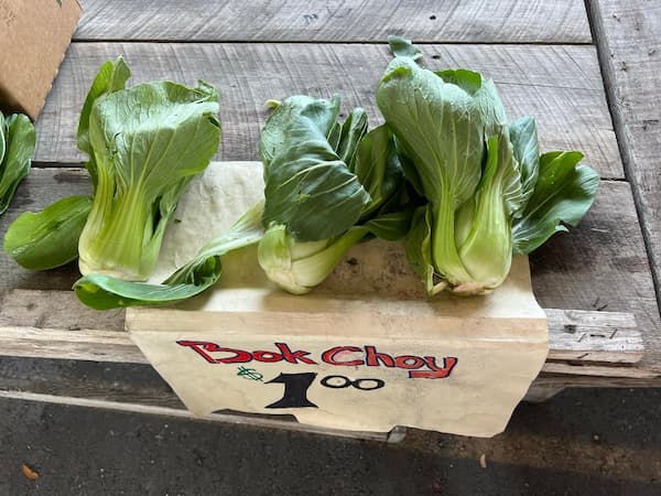 How to Grow Bok Choy Vegetable