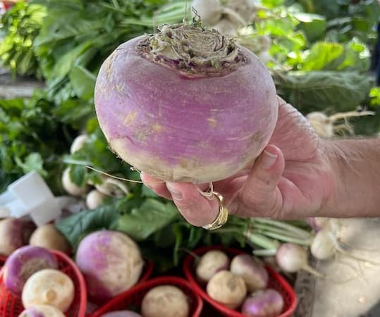How to Grow Turnip, Growing Turnips