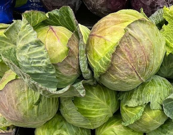 How to Grow Cabbage Plant