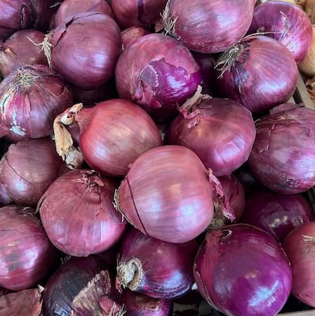 How to grow Purple Red Onions