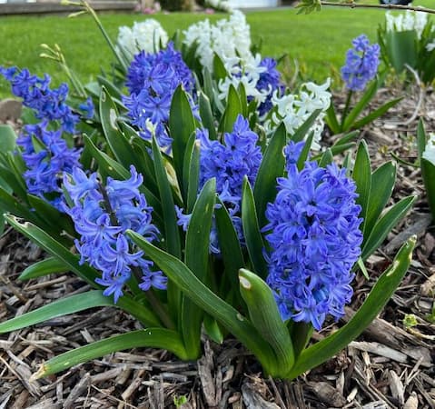 Free Blue Hyacinth Pictures 2024