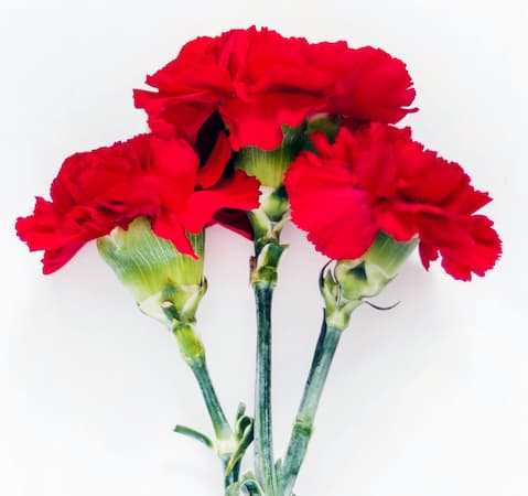 How to Grow Carnation Flowers, Plants, Carnation color meaning