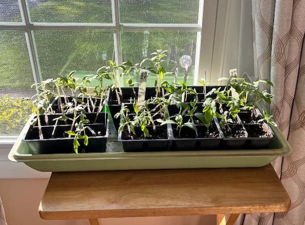 Indoor Transplants, Transplanting Seedlings