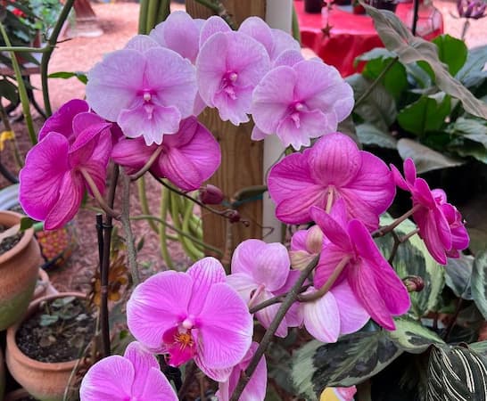 How to grow Orchid Flowers, growing orchids