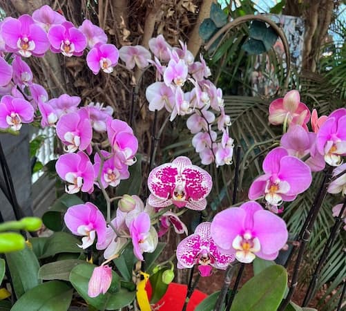 How to Grow Orchid Plants