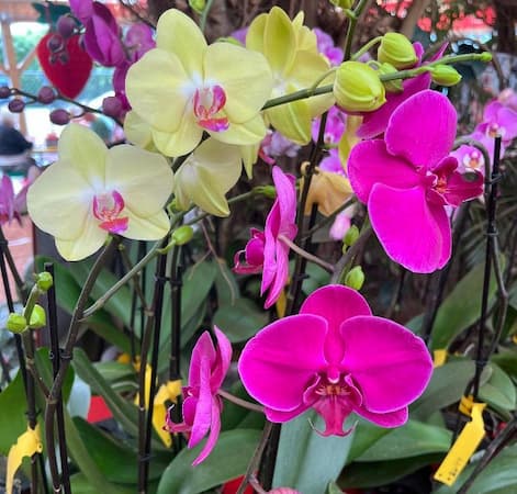 Growing Orchids Plants, How to Rebloom